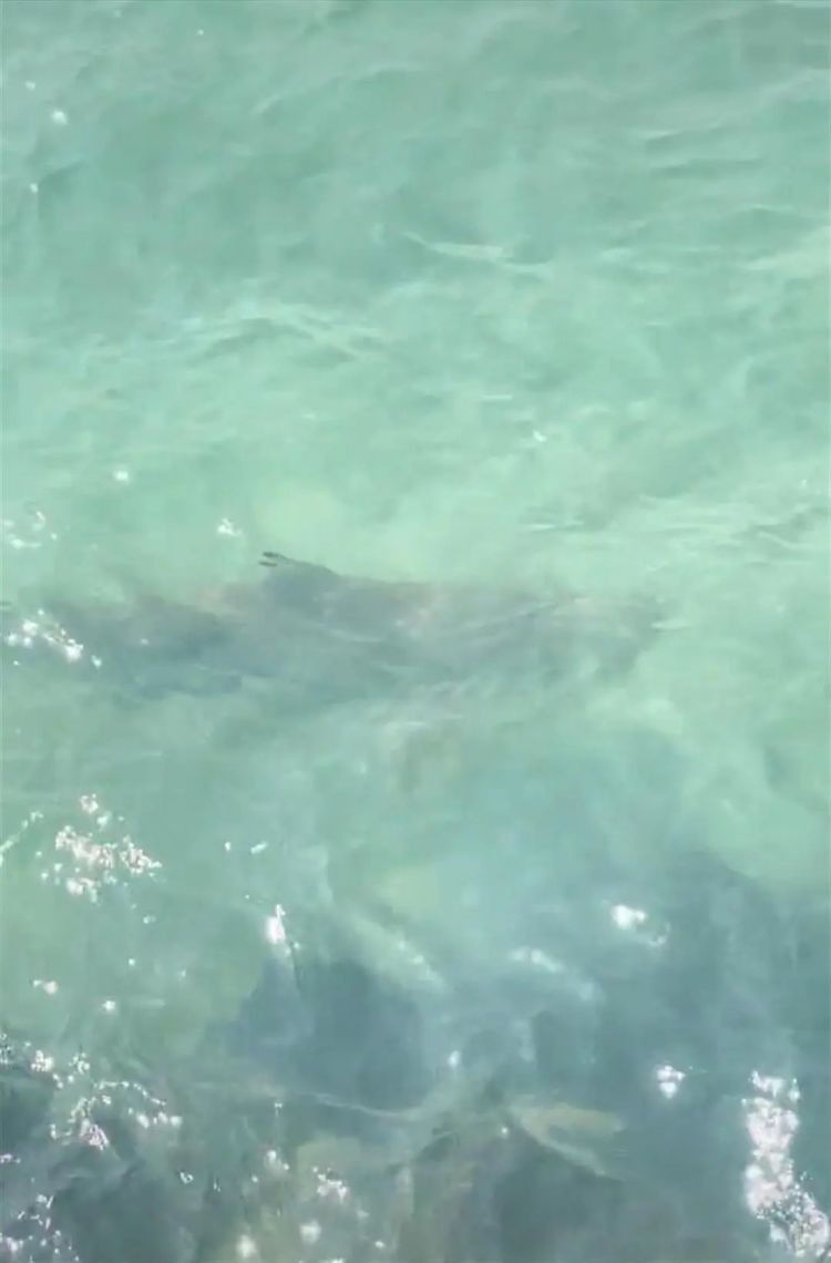 旅游海邊為什么沒有鯊魚【《旅游海邊為什么沒有鯊魚》】