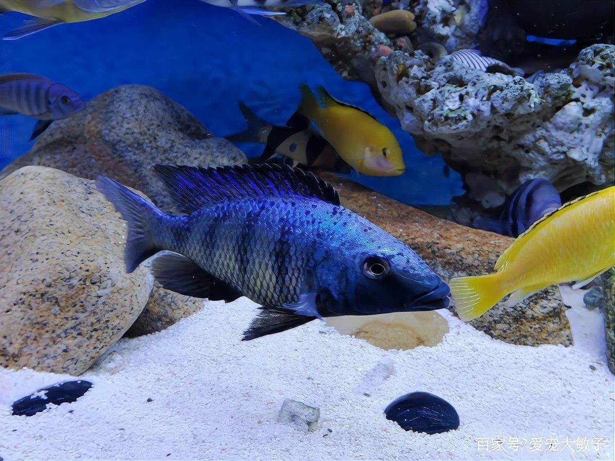 40缸養霸氣魚最佳數量【40缸養殖霸氣魚最佳數量】