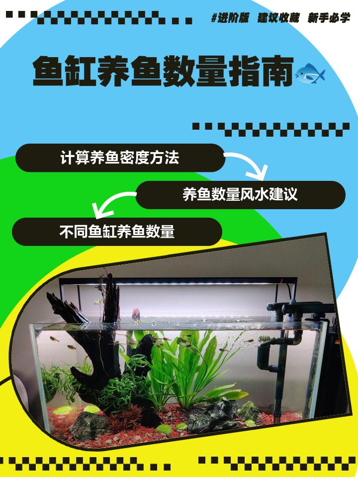 40缸養霸氣魚最佳數量【40缸養殖霸氣魚最佳數量】