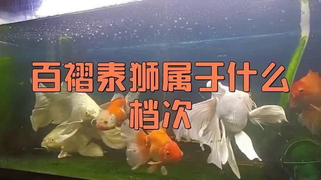 蘭壽和泰獅哪個(gè)檔次高【蘭壽和泰獅作為金魚中的兩大經(jīng)典品種其“檔次”高低并非絕對】