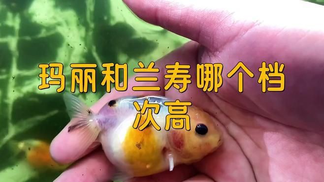 蘭壽和泰獅哪個(gè)檔次高【蘭壽和泰獅作為金魚中的兩大經(jīng)典品種其“檔次”高低并非絕對】