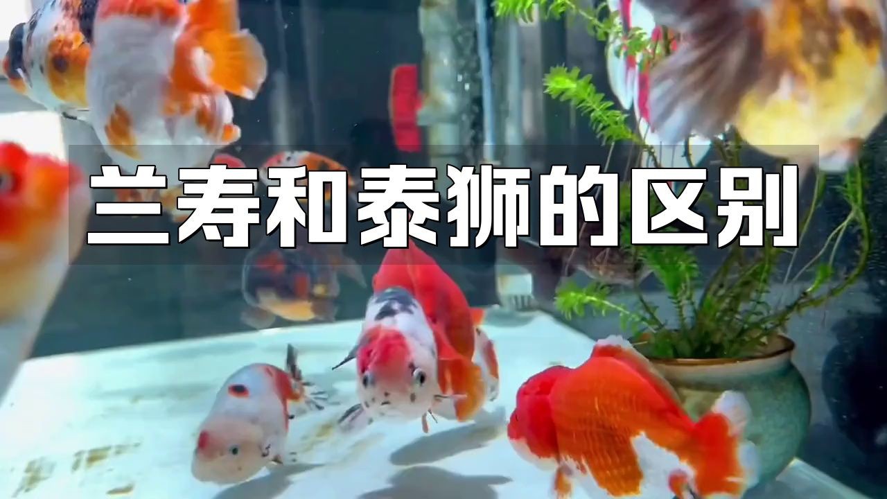 蘭壽和泰獅哪個(gè)檔次高【蘭壽和泰獅作為金魚中的兩大經(jīng)典品種其“檔次”高低并非絕對】