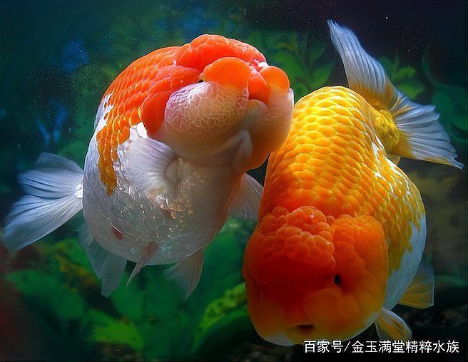 蘭壽和泰獅哪個檔次高【蘭壽和泰獅作為金魚中的兩大經典品種其“檔次”高低并非絕對】