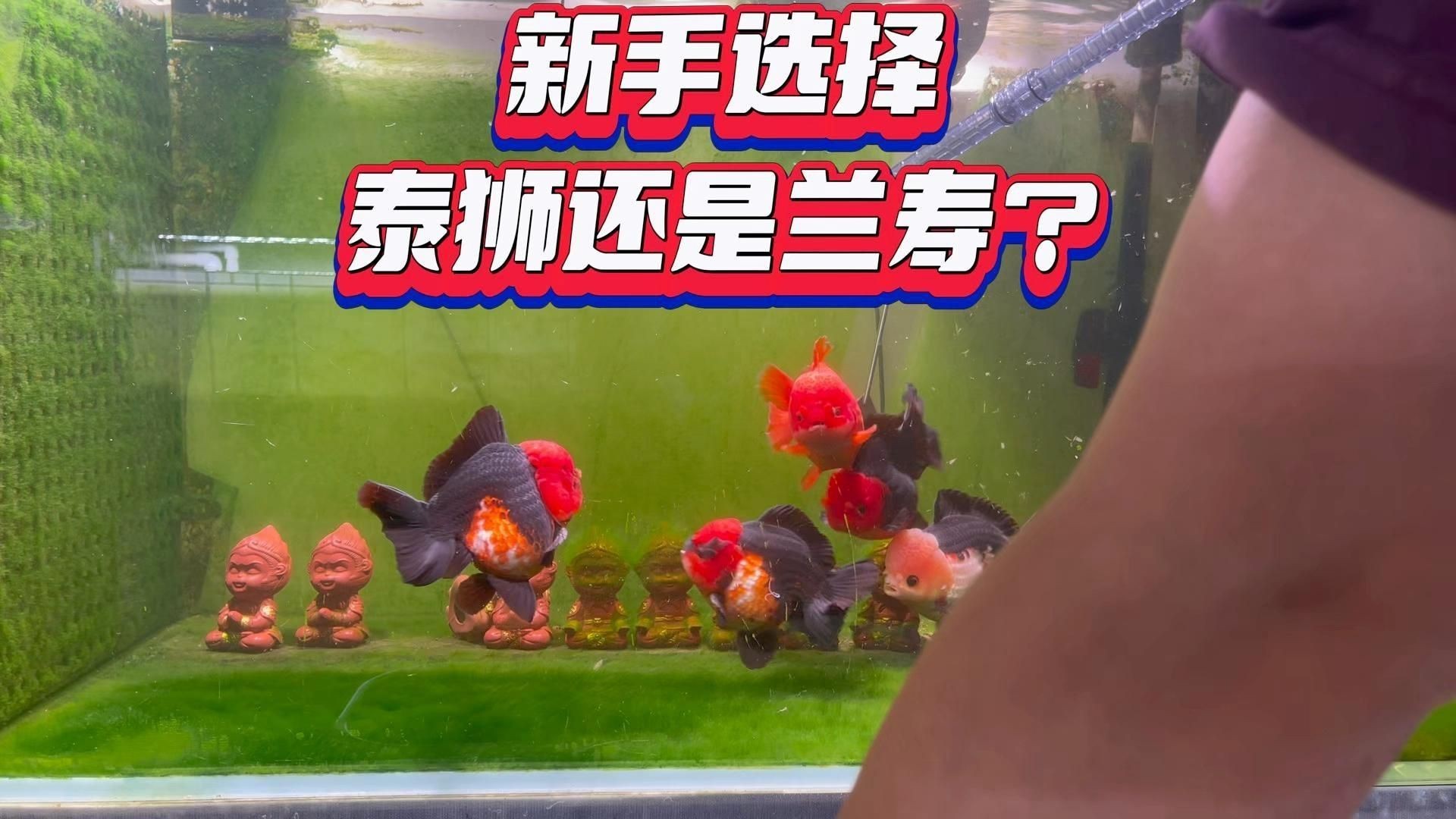蘭壽和泰獅哪個(gè)檔次高【蘭壽和泰獅作為金魚中的兩大經(jīng)典品種其“檔次”高低并非絕對】