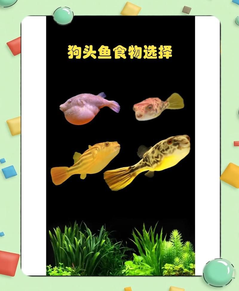 灰狗頭魚最忌三種東西【《灰狗頭魚最忌三種東西》灰狗頭魚最忌三種東西科學配比】