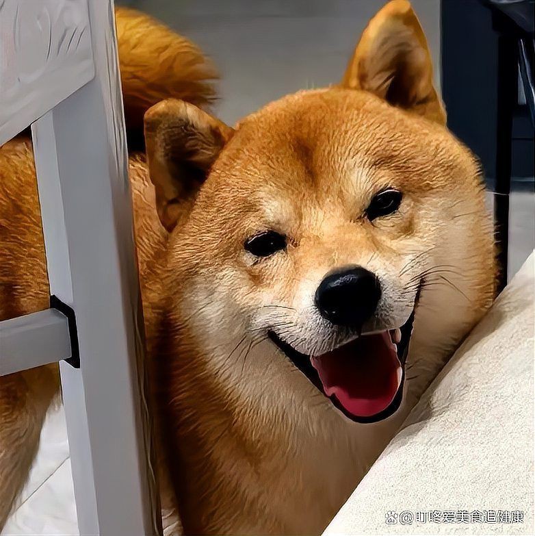灰狗頭魚最忌三種東西【《灰狗頭魚最忌三種東西》灰狗頭魚最忌三種東西科學配比】