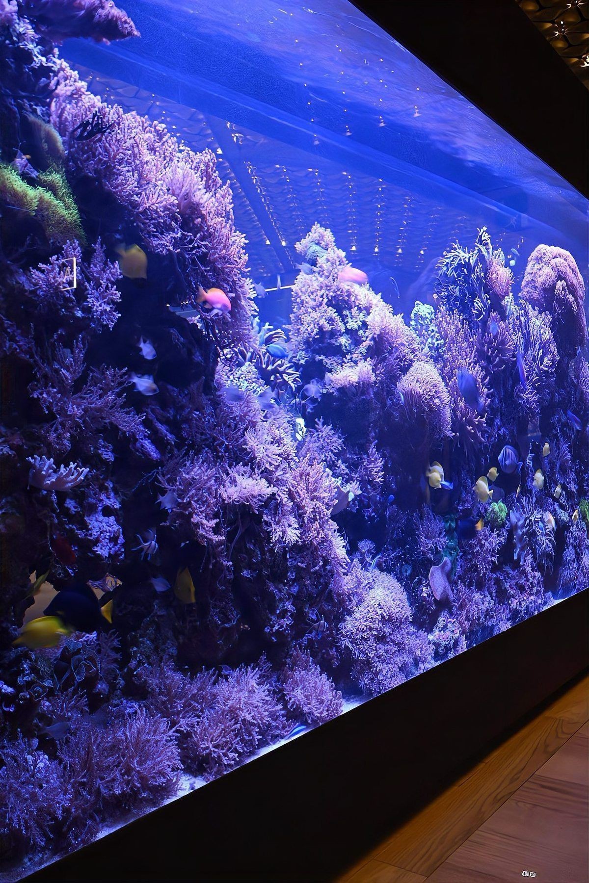 玉林魚缸定做【玉林上門定做海鮮魚缸】