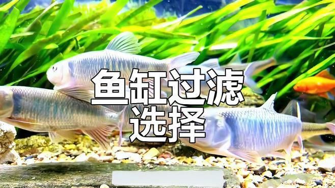 水族箱過濾系統(tǒng)選擇【你的魚缸過濾系統(tǒng)選哪種一分鐘了解常見類型】