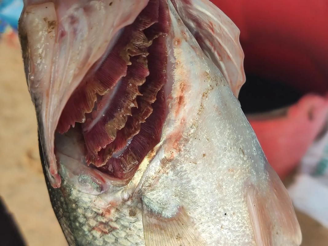 提供幾張不同類型爛鰓的圖片【水產養殖中常見的爛鰓病】 提供幾張不同類型爛鰓的圖片【水產養殖中常見的爛鰓病】 龍魚百科 第12張