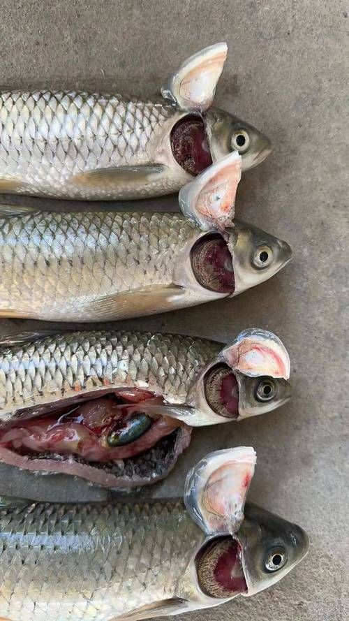 提供幾張不同類型爛鰓的圖片【水產養殖中常見的爛鰓病】 提供幾張不同類型爛鰓的圖片【水產養殖中常見的爛鰓病】 龍魚百科 第4張