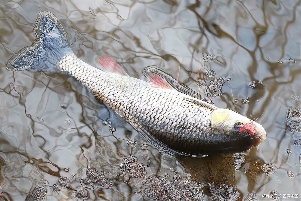 提供幾張不同類型爛鰓的圖片【水產養殖中常見的爛鰓病】 提供幾張不同類型爛鰓的圖片【水產養殖中常見的爛鰓病】 龍魚百科 第25張