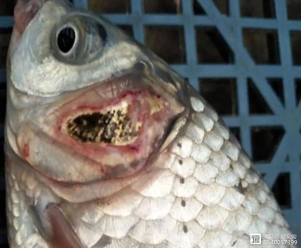 提供幾張不同類型爛鰓的圖片【水產養殖中常見的爛鰓病】 提供幾張不同類型爛鰓的圖片【水產養殖中常見的爛鰓病】 龍魚百科 第18張