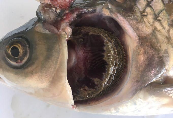 提供幾張不同類型爛鰓的圖片【水產養殖中常見的爛鰓病】 提供幾張不同類型爛鰓的圖片【水產養殖中常見的爛鰓病】 龍魚百科 第10張