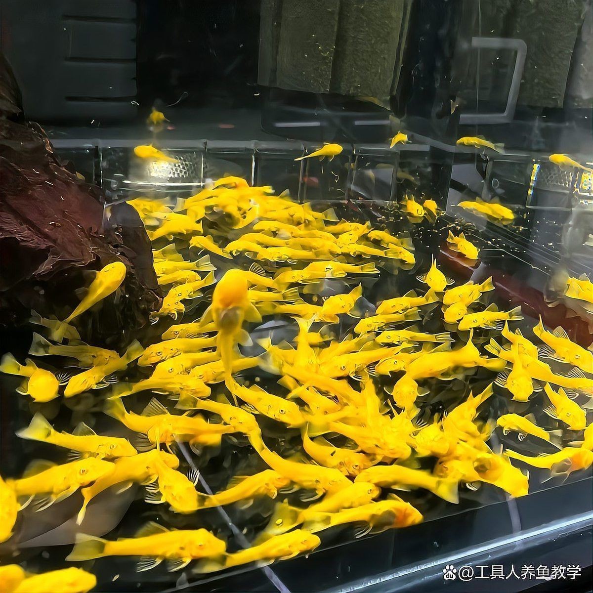 孔雀魚的正確飼養(yǎng)方法【養(yǎng)殖孔雀魚的注意事項】