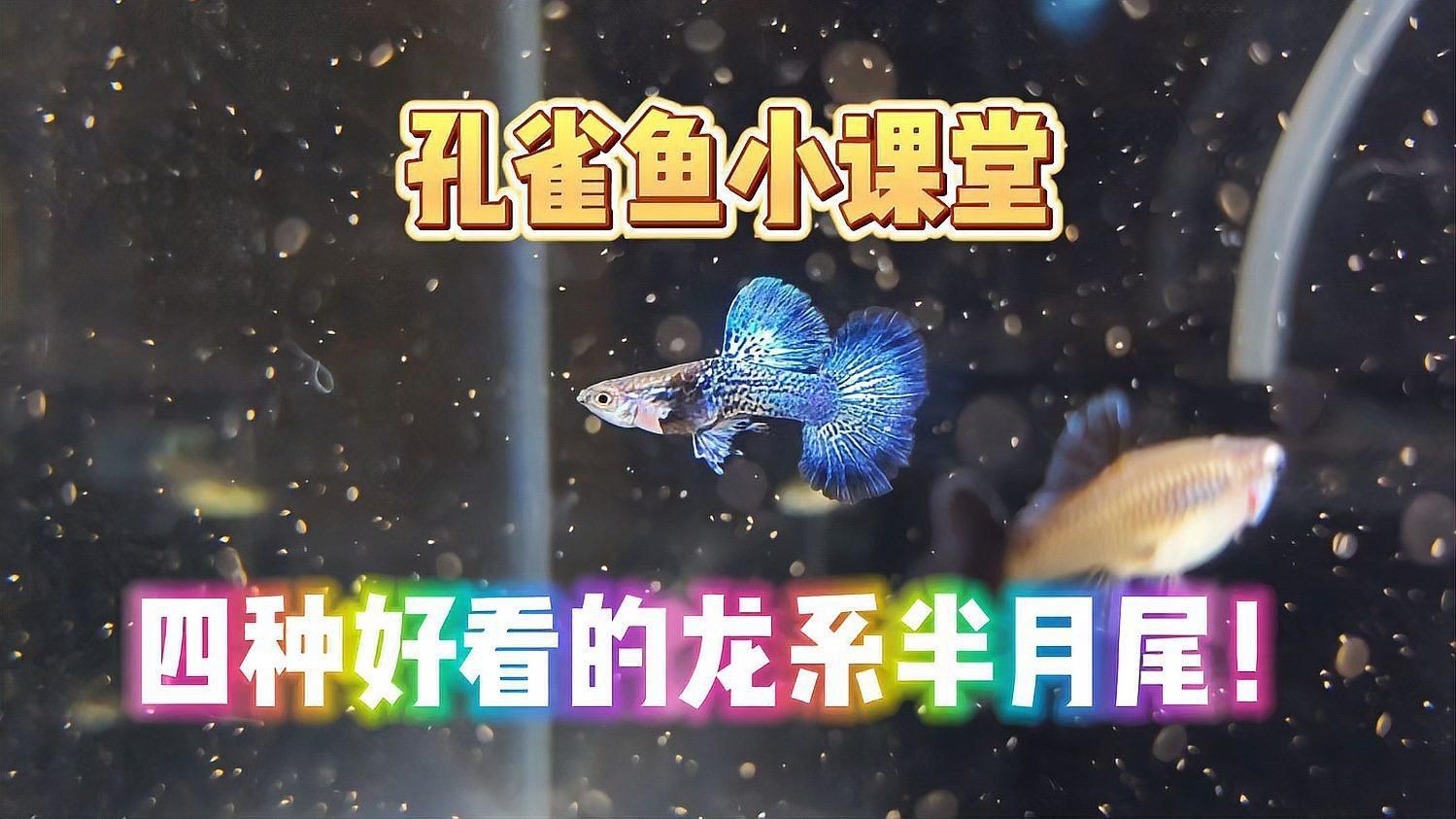 孔雀龍魚最簡單三個品種【孔雀魚小課堂之四種好看的龍系半月尾孔雀魚】
