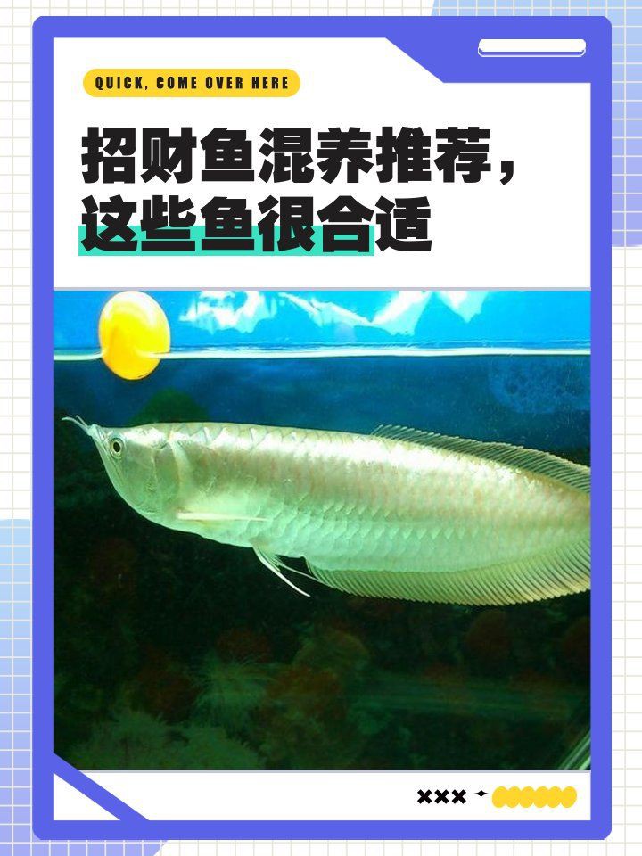 招財貓魚和飛鳳魚混養可以嗎？【招財貓魚與飛鳳魚混養可行性】
