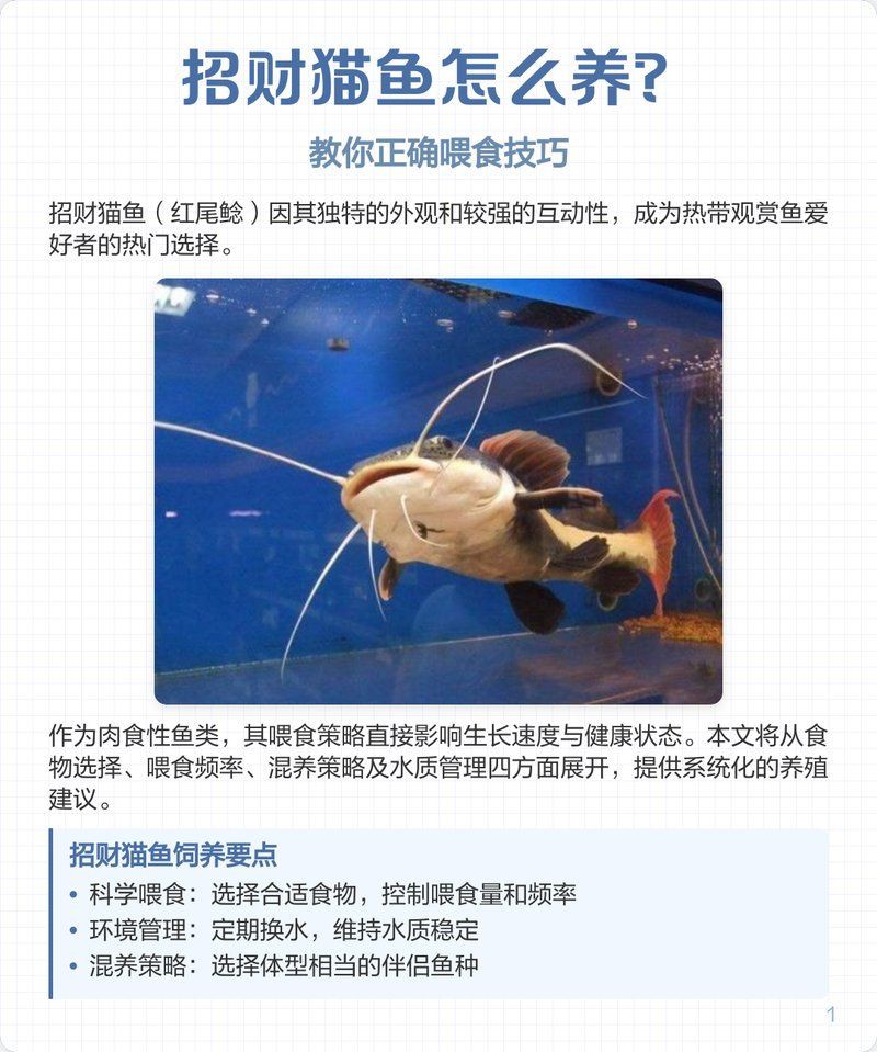 招財貓魚和飛鳳魚混養可以嗎？【招財貓魚與飛鳳魚混養可行性】