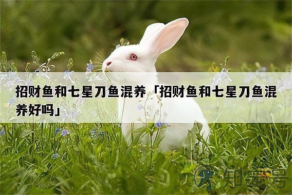 招財貓魚和飛鳳魚混養可以嗎？【招財貓魚與飛鳳魚混養可行性】