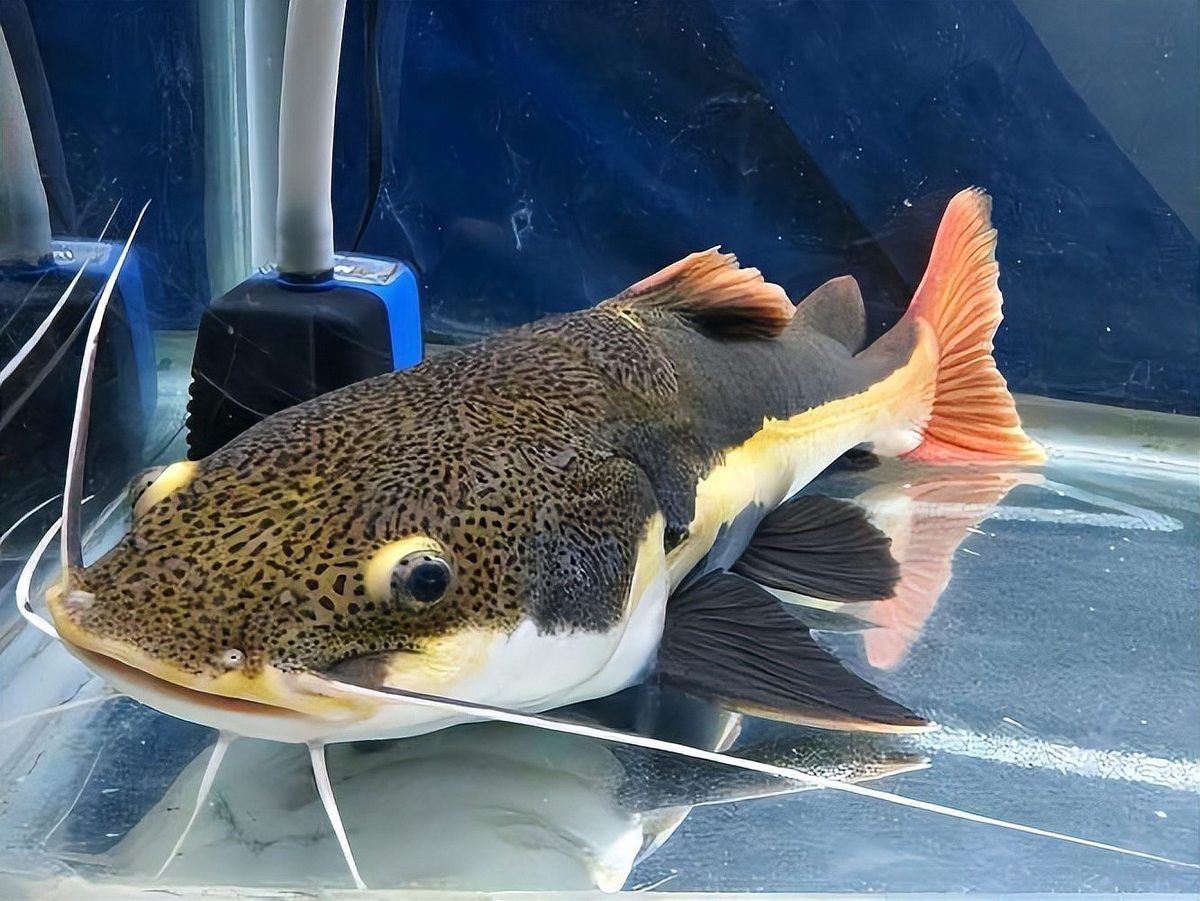 招財貓魚和飛鳳魚混養可以嗎？【招財貓魚與飛鳳魚混養可行性】