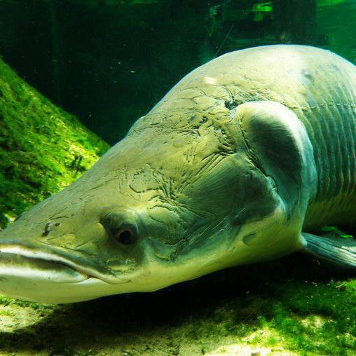 巨骨舌魚1-2厘米長什么樣子【世界上最大的淡水魚之一巨骨舌魚:淡水中的巨無霸與】