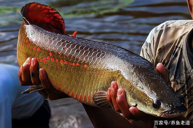 巨骨舌魚1-2厘米長什么樣子【世界上最大的淡水魚之一巨骨舌魚:淡水中的巨無霸與】