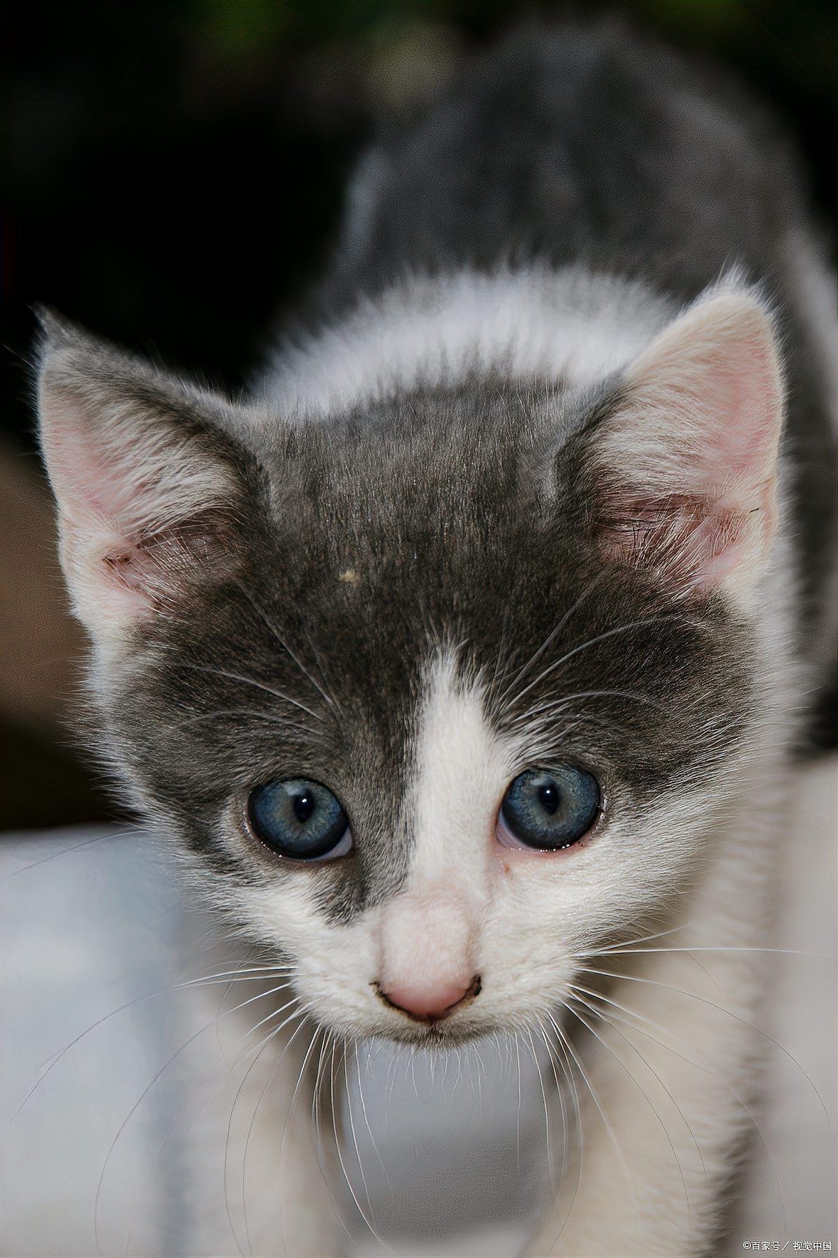 貓的寓意和象征【《貓的寓意和象征》貓作為一種廣受喜愛的動物】