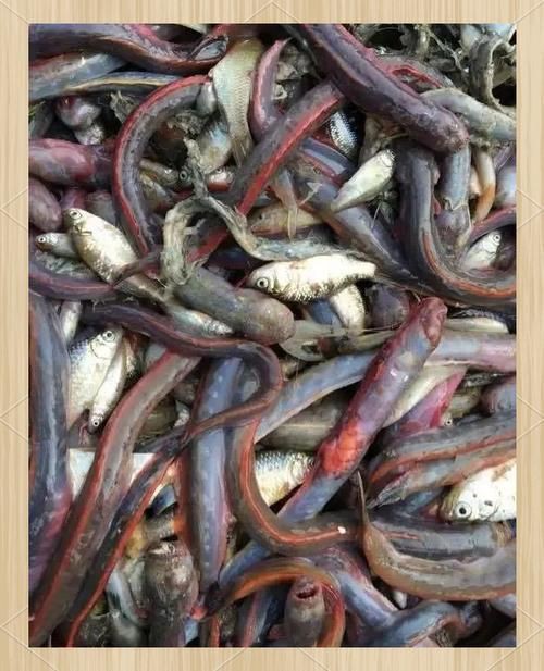 狼牙鰕虎魚圖片【狼牙鰕虎魚】 狼牙鰕虎魚圖片【狼牙鰕虎魚】 龍魚百科 第8張