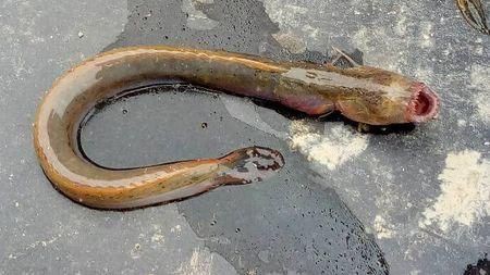 狼牙鰕虎魚圖片【狼牙鰕虎魚】 狼牙鰕虎魚圖片【狼牙鰕虎魚】 龍魚百科 第10張