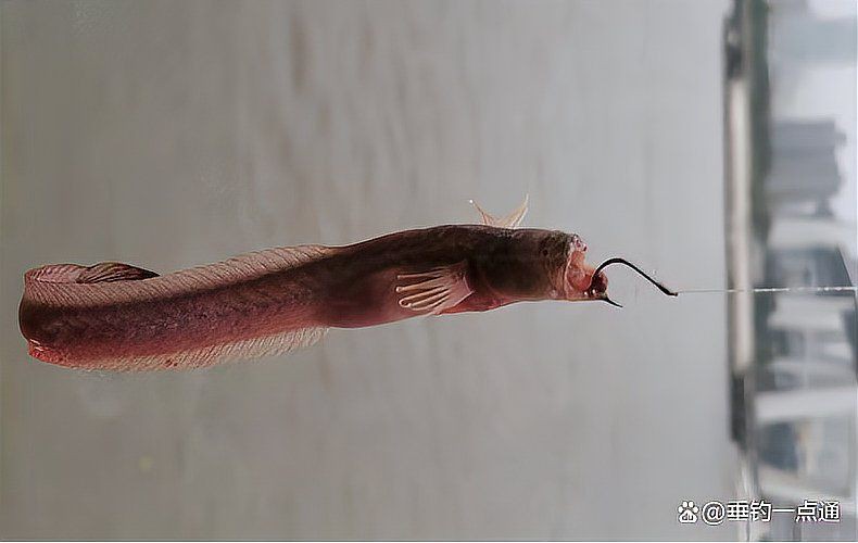 狼牙鰕虎魚圖片【狼牙鰕虎魚】 狼牙鰕虎魚圖片【狼牙鰕虎魚】 龍魚百科 第28張