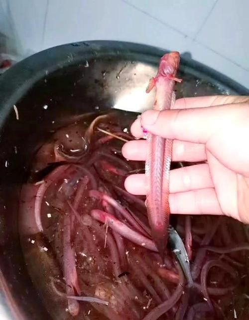 狼牙鰕虎魚圖片【狼牙鰕虎魚】 狼牙鰕虎魚圖片【狼牙鰕虎魚】 龍魚百科 第14張