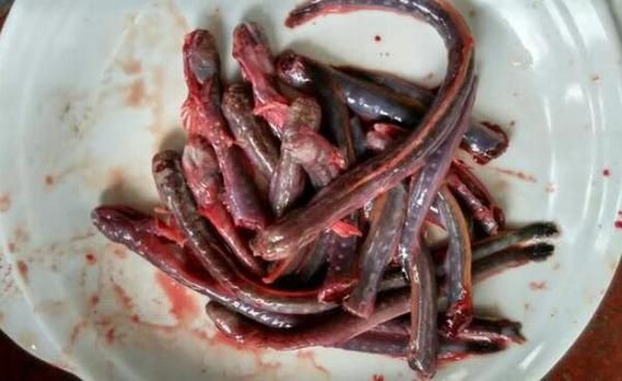 狼牙鰕虎魚圖片【狼牙鰕虎魚】 狼牙鰕虎魚圖片【狼牙鰕虎魚】 龍魚百科 第7張