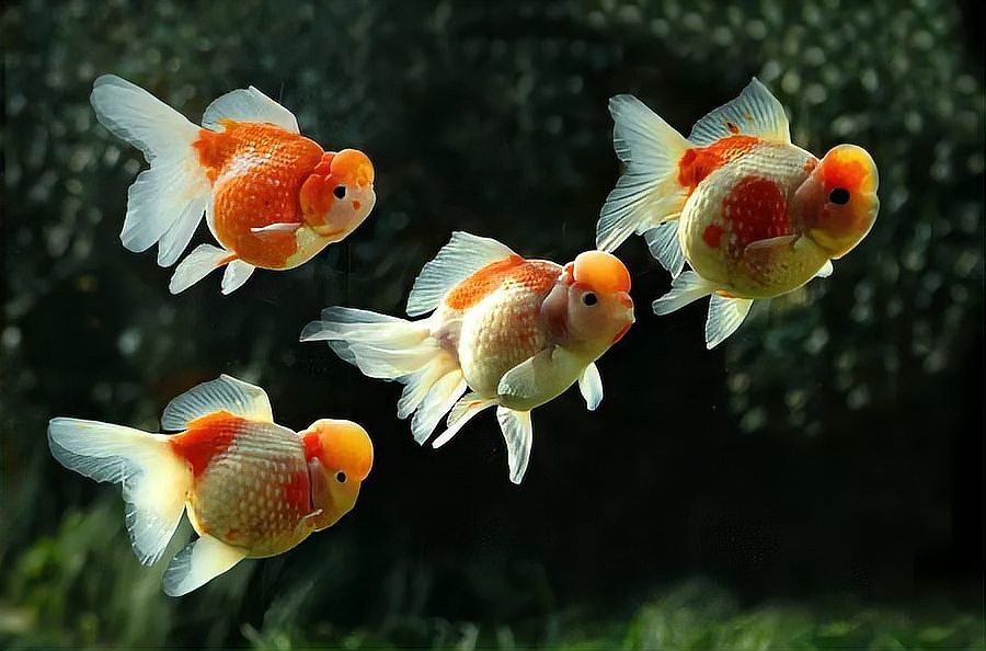 20cm的魚適合養(yǎng)嗎【《20cm的魚適合養(yǎng)嗎》探討20cm魚類是否適宜飼養(yǎng)】 20cm的魚適合養(yǎng)嗎【《20cm的魚適合養(yǎng)嗎》探討20cm魚類是否適宜飼養(yǎng)】 龍魚論壇 第3張
