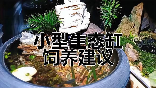 20cm的魚適合養(yǎng)嗎【《20cm的魚適合養(yǎng)嗎》探討20cm魚類是否適宜飼養(yǎng)】 20cm的魚適合養(yǎng)嗎【《20cm的魚適合養(yǎng)嗎》探討20cm魚類是否適宜飼養(yǎng)】 龍魚論壇 第2張