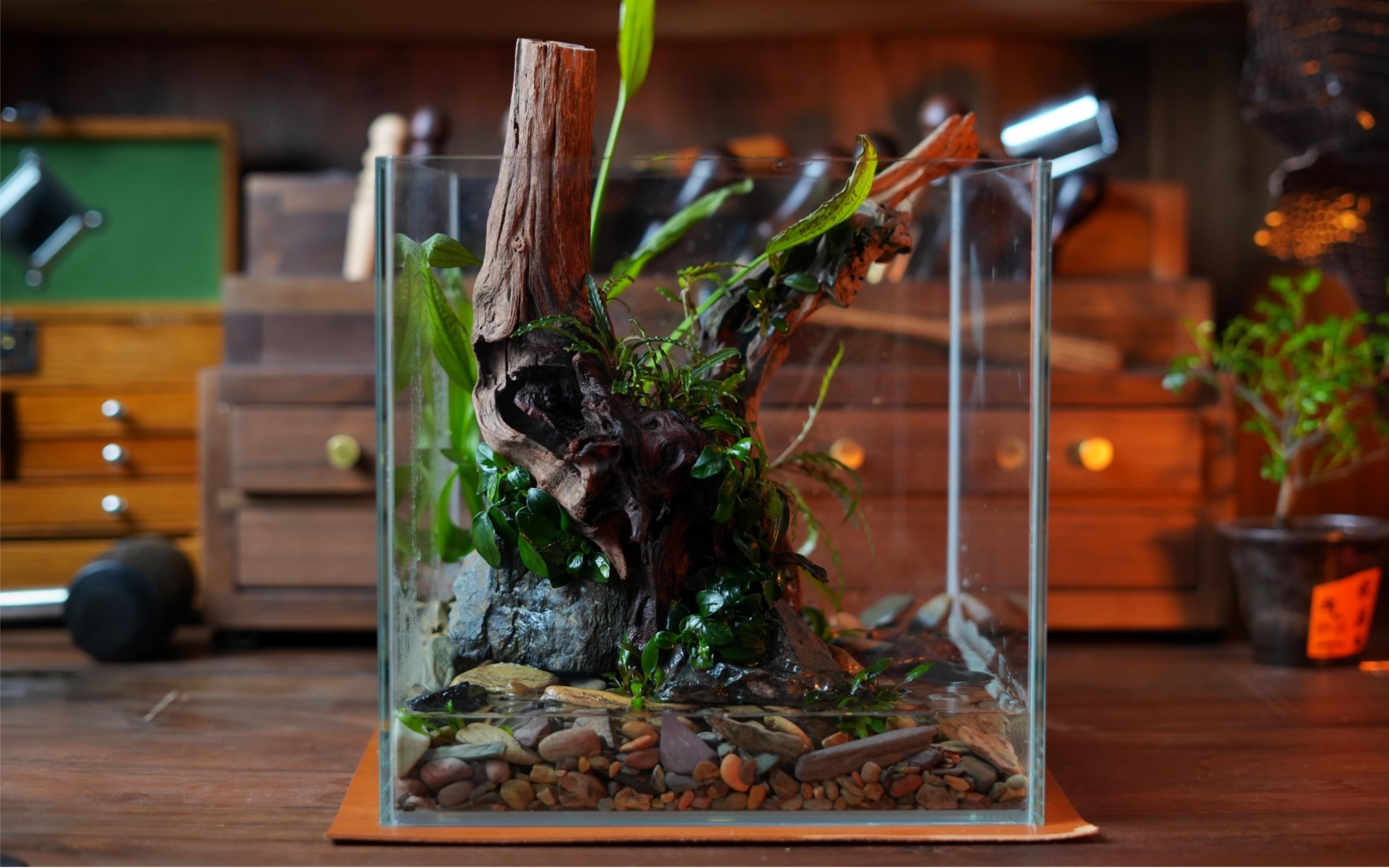 20cm的魚適合養(yǎng)嗎【《20cm的魚適合養(yǎng)嗎》探討20cm魚類是否適宜飼養(yǎng)】 20cm的魚適合養(yǎng)嗎【《20cm的魚適合養(yǎng)嗎》探討20cm魚類是否適宜飼養(yǎng)】 龍魚論壇 第6張
