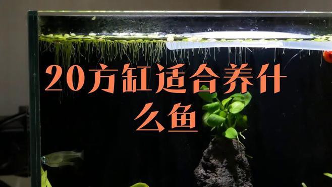 20cm的魚適合養(yǎng)嗎【《20cm的魚適合養(yǎng)嗎》探討20cm魚類是否適宜飼養(yǎng)】 20cm的魚適合養(yǎng)嗎【《20cm的魚適合養(yǎng)嗎》探討20cm魚類是否適宜飼養(yǎng)】 龍魚論壇 第4張