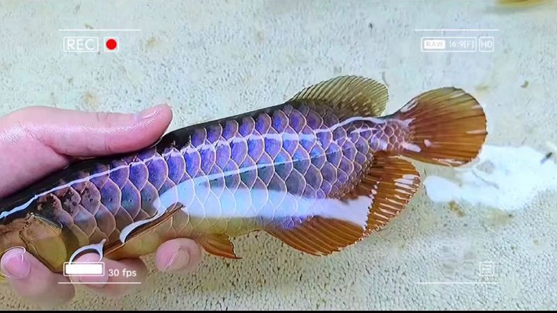 最貴金龍魚中哪一種最稀有？【最貴的金龍魚品種是什么】