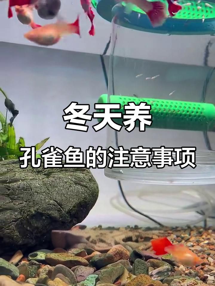 沒有加熱棒孔雀魚如何過冬【孔雀魚怎么過冬】
