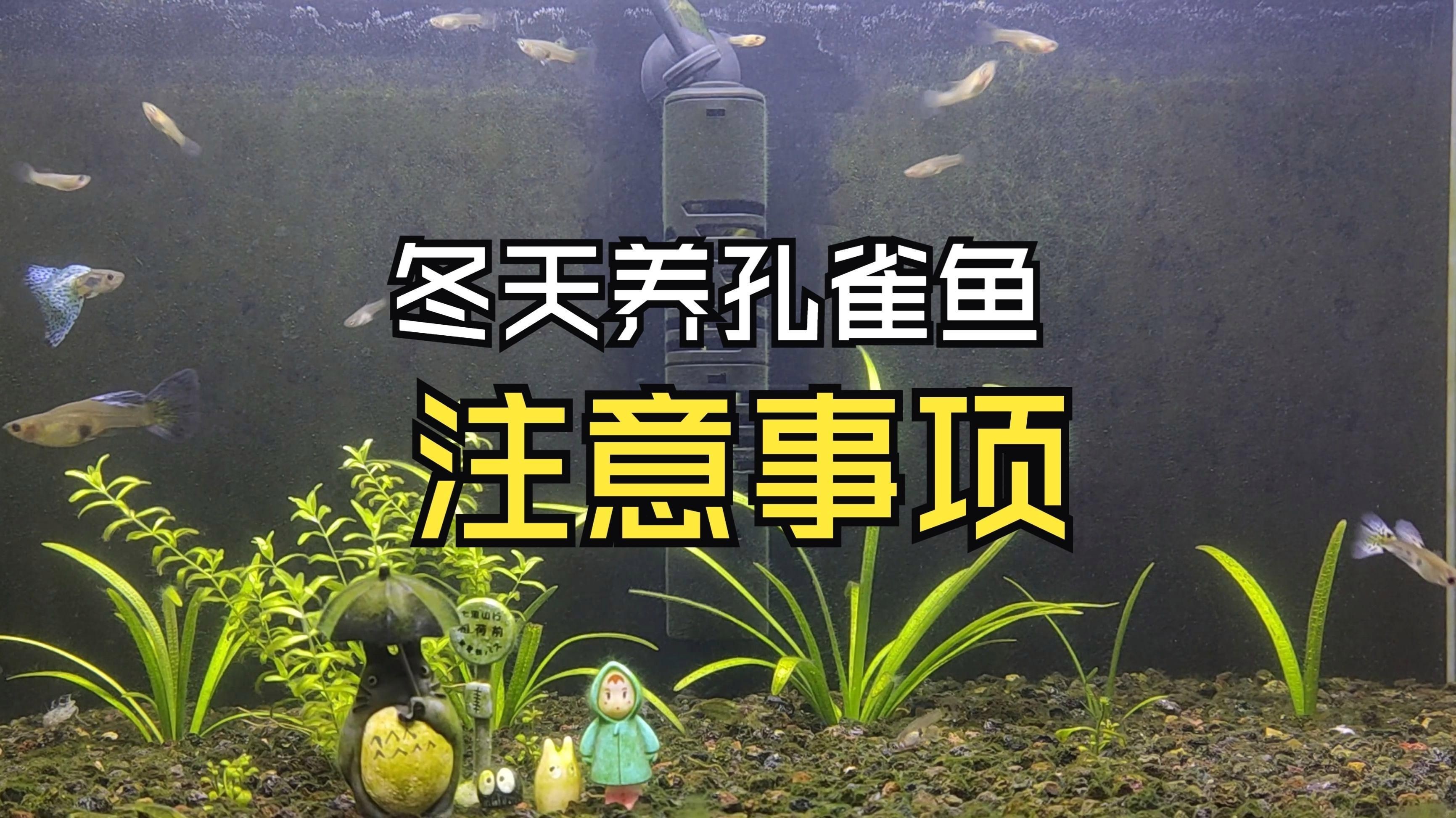 沒有加熱棒孔雀魚如何過冬【孔雀魚怎么過冬】