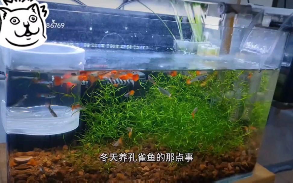 沒有加熱棒孔雀魚如何過冬【孔雀魚怎么過冬】
