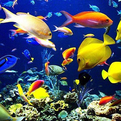 南通水族店【南通水族店有哪些特色生物】