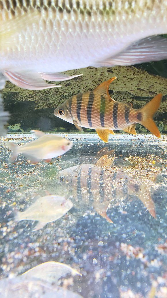 六間魚兇不兇【六間魚兇不兇云游視界lyn,體型雄壯,】