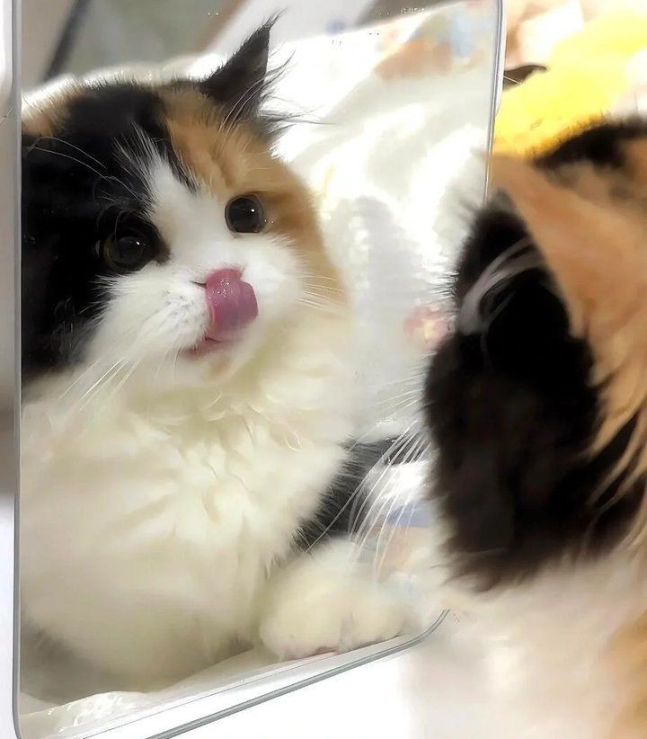 貓的12種顏色大全【《貓的12種顏色大全》系統(tǒng)梳理了貓咪豐富多樣的毛色類型】