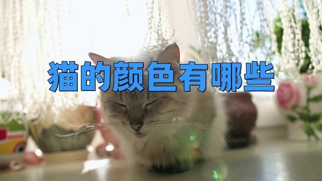 貓的12種顏色大全【《貓的12種顏色大全》系統(tǒng)梳理了貓咪豐富多樣的毛色類型】