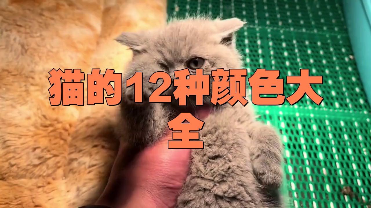 貓的12種顏色大全【《貓的12種顏色大全》系統(tǒng)梳理了貓咪豐富多樣的毛色類型】