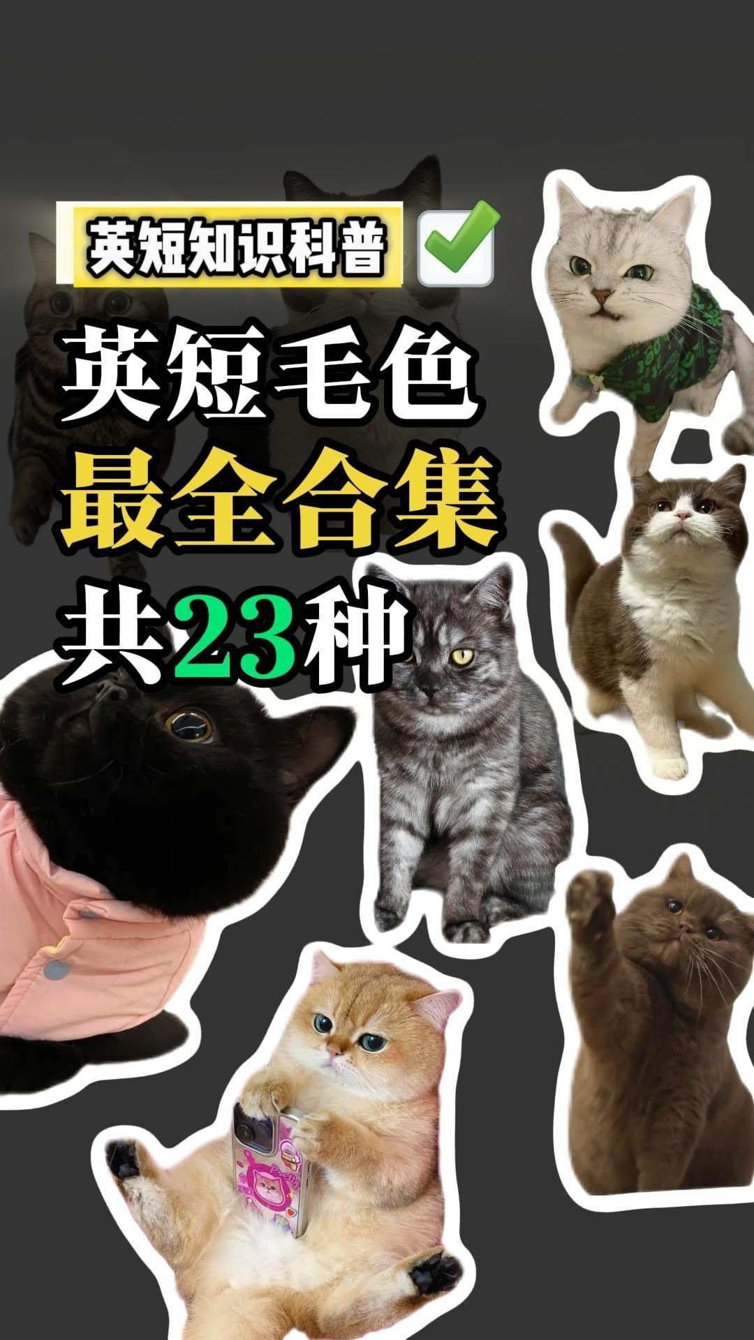 貓的12種顏色大全【《貓的12種顏色大全》系統(tǒng)梳理了貓咪豐富多樣的毛色類型】