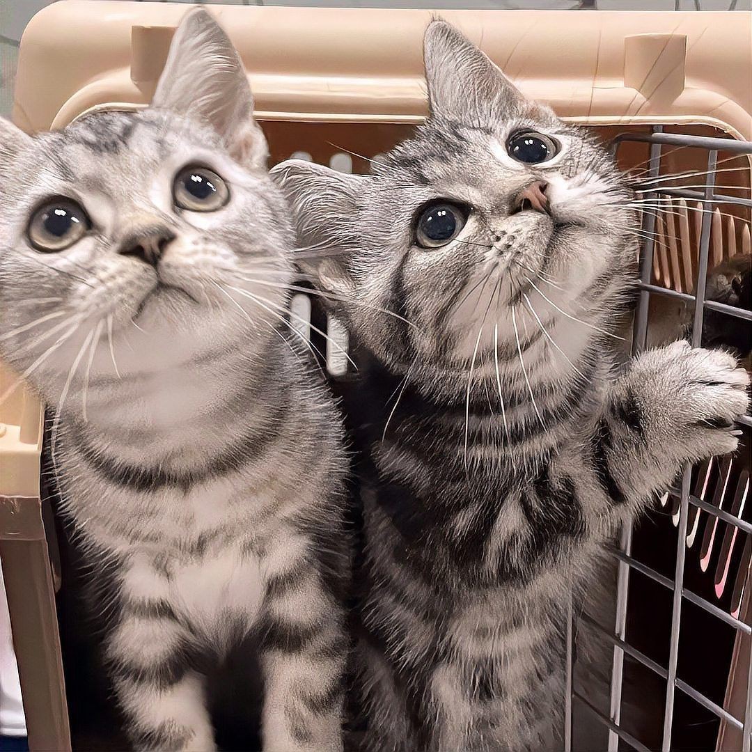 貓的12種顏色大全【《貓的12種顏色大全》系統(tǒng)梳理了貓咪豐富多樣的毛色類型】