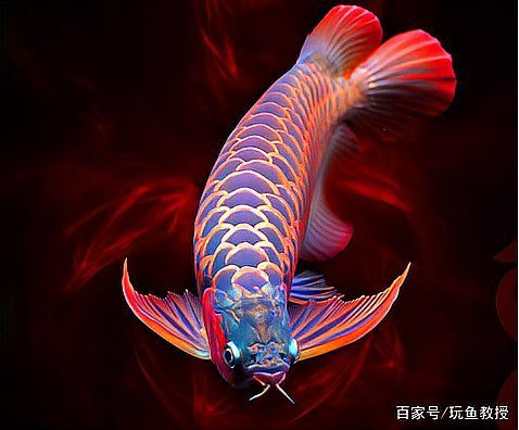 1000萬紅龍魚值多少錢【私廚小蜜,紅龍魚500萬拍賣!它憑啥那么貴】