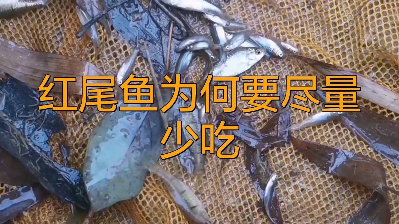 紅尾魚為何盡量少吃【紅尾魚為什么要盡量少吃】