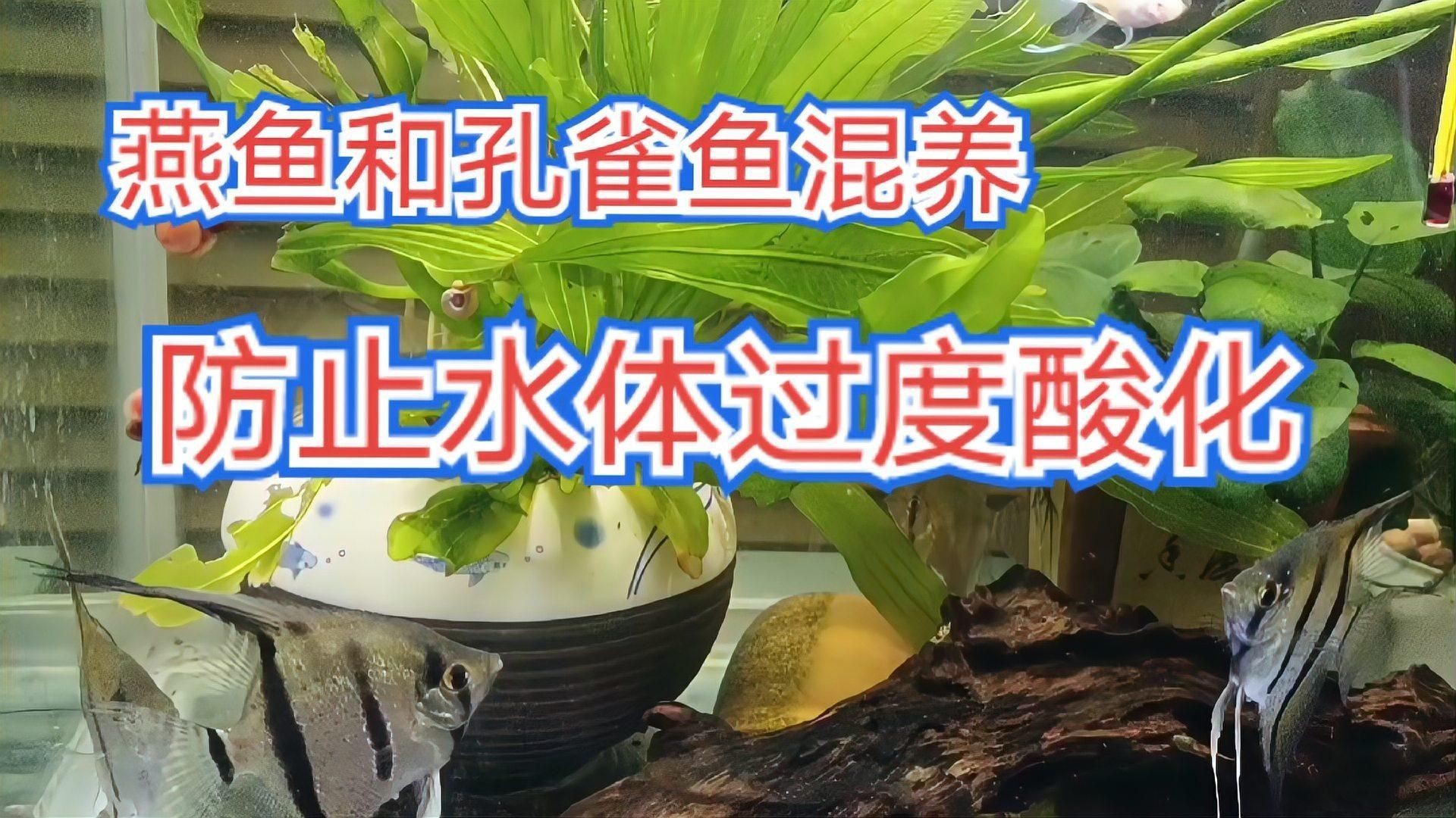 有哪些混養案例可以參考【華商網魚蝦混養成功經驗分享[需手動填充]魚蝦混養成功經驗分享】