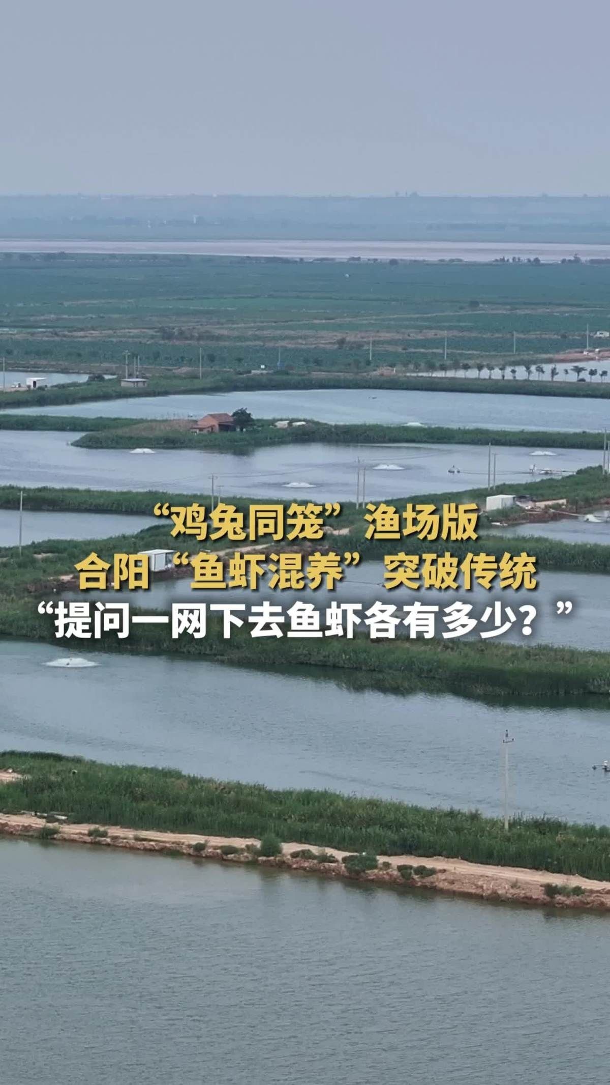 有哪些混養案例可以參考【華商網魚蝦混養成功經驗分享[需手動填充]魚蝦混養成功經驗分享】